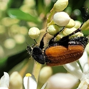 Phyllotocus rufipennis (Nectar scarab) at Banksia Street Wetland Corridor by trevorpreston