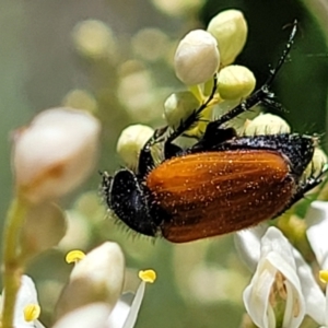 Phyllotocus rufipennis at Banksia Street Wetland Corridor - 4 Dec 2023