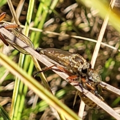 Unidentified Robber fly (Asilidae) at Banksia Street Wetland Corridor - 4 Dec 2023 by trevorpreston