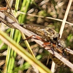 Zosteria sp. (genus) at Banksia Street Wetland Corridor - 4 Dec 2023 11:55 AM