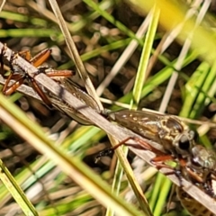 Zosteria sp. (genus) at Banksia Street Wetland Corridor - 4 Dec 2023