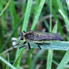 Zosteria rosevillensis (A robber fly) at Banksia Street Wetland Corridor - 4 Dec 2023 by trevorpreston