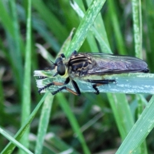 Zosteria rosevillensis at Banksia Street Wetland Corridor - 4 Dec 2023 11:51 AM