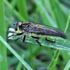 Zosteria rosevillensis at Banksia Street Wetland Corridor - 4 Dec 2023 11:51 AM