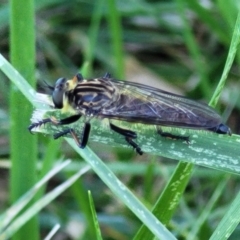 Zosteria rosevillensis at Banksia Street Wetland Corridor - 4 Dec 2023 11:51 AM