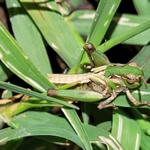 Oedaleus australis at Banksia Street Wetland Corridor - 4 Dec 2023