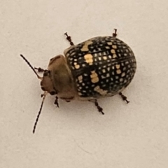 Paropsis pictipennis (Tea-tree button beetle) at Conder, ACT - 3 Dec 2023 by Halina