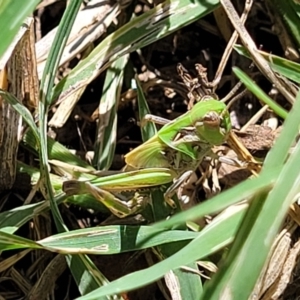 Oedaleus australis at Banksia Street Wetland Corridor - 4 Dec 2023 11:45 AM