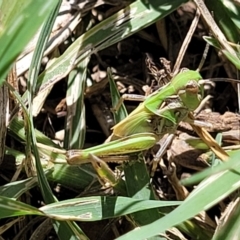 Oedaleus australis at Banksia Street Wetland Corridor - 4 Dec 2023