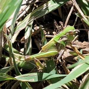 Oedaleus australis at Banksia Street Wetland Corridor - 4 Dec 2023