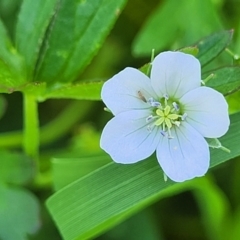 Geranium sp. Pleated sepals (D.E.Albrecht 4707) Vic. Herbarium (Naked Crane's-bill) at Banksia Street Wetland Corridor - 4 Dec 2023 by trevorpreston