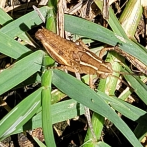 Phaulacridium vittatum (Wingless Grasshopper) at Banksia Street Wetland Corridor by trevorpreston