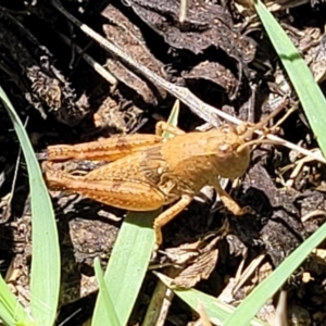 Phaulacridium vittatum at Banksia Street Wetland Corridor - 4 Dec 2023 11:42 AM