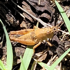 Phaulacridium vittatum (Wingless Grasshopper) at Banksia Street Wetland Corridor by trevorpreston