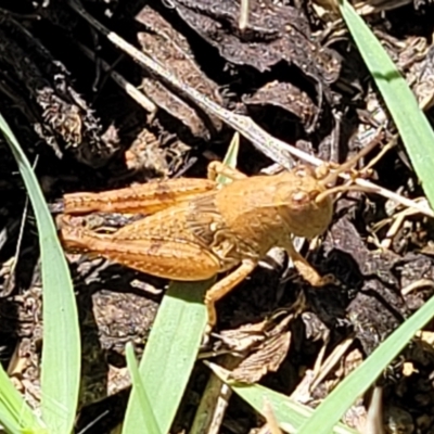 Phaulacridium vittatum (Wingless Grasshopper) at Banksia Street Wetland Corridor - 4 Dec 2023 by trevorpreston