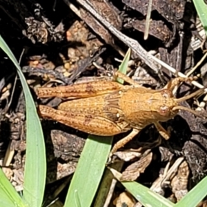 Phaulacridium vittatum at Banksia Street Wetland Corridor - 4 Dec 2023 11:42 AM