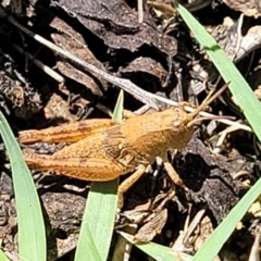 Phaulacridium vittatum at Banksia Street Wetland Corridor - 4 Dec 2023 11:42 AM