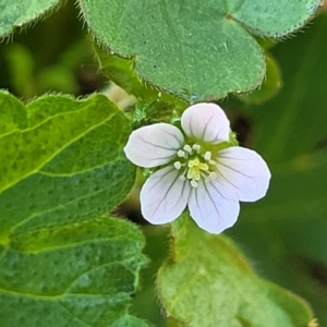 Geranium sp.2 at Banksia Street Wetland Corridor - 4 Dec 2023 11:41 AM