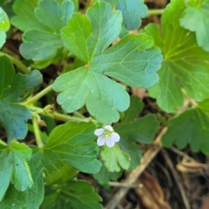 Geranium sp.2 at Banksia Street Wetland Corridor - 4 Dec 2023 11:41 AM