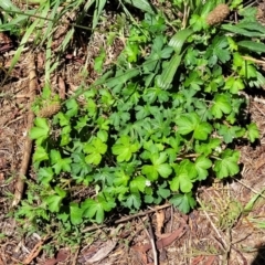 Geranium sp.2 at Banksia Street Wetland Corridor - 4 Dec 2023 11:41 AM