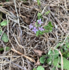 Mentha diemenica (Wild Mint, Slender Mint) at Mount Painter - 4 Dec 2023 by lyndallh