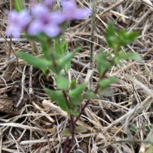 Mentha diemenica at Mount Painter - 4 Dec 2023