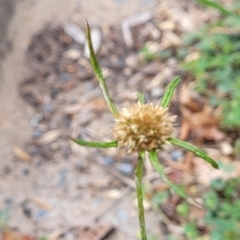 Euchiton involucratus (Star Cudweed) at Sullivans Creek, Lyneham South - 4 Dec 2023 by trevorpreston