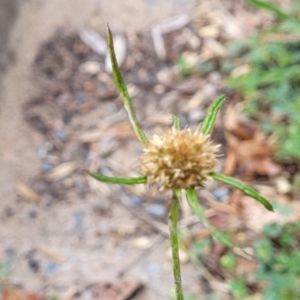 Euchiton involucratus at Sullivans Creek, Lyneham South - 4 Dec 2023 09:16 AM