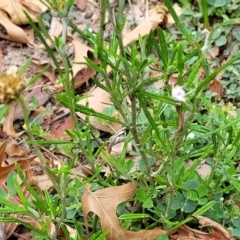 Euchiton involucratus at Sullivans Creek, Lyneham South - 4 Dec 2023