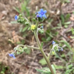 Cynoglossum australe (Australian Forget-me-not) at Mount Painter - 4 Dec 2023 by lyndallh