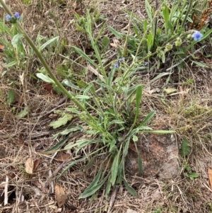 Cynoglossum australe at Mount Painter - 4 Dec 2023