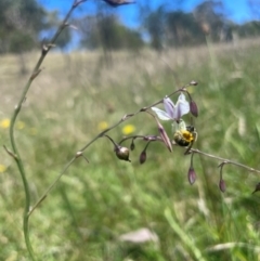 Lasioglossum (Homalictus) sp. (genus & subgenus) (Furrow Bee) at Gungahlin, ACT - 4 Dec 2023 by leith7
