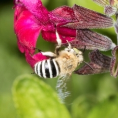 Amegilla (Zonamegilla) asserta (Blue Banded Bee) at Higgins, ACT - 4 Dec 2023 by AlisonMilton