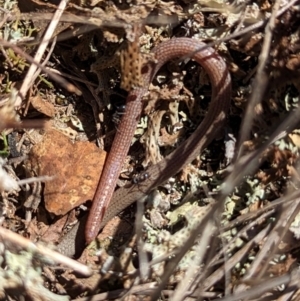 Aprasia parapulchella at Gundaroo, NSW - suppressed