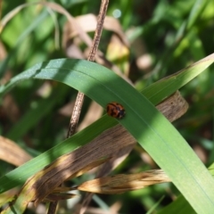 Coccinella transversalis (Transverse Ladybird) at Griffith Woodland (GRW) - 3 Dec 2023 by JodieR