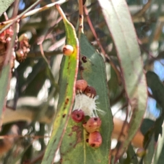 Unidentified Other web-building spider at Russell, ACT - 4 Dec 2023 by Hejor1