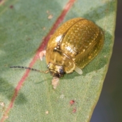 Paropsisterna cloelia (Eucalyptus variegated beetle) at Belconnen, ACT - 2 Dec 2023 by AlisonMilton