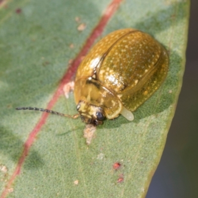 Paropsisterna cloelia (Eucalyptus variegated beetle) at Belconnen, ACT - 2 Dec 2023 by AlisonMilton