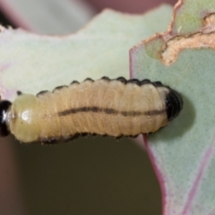 Paropsisterna cloelia at Mount Painter - 3 Dec 2023