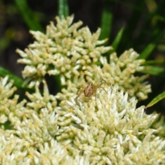 Oxyopes sp. (genus) (Lynx spider) at Griffith, ACT - 2 Dec 2023 by JodieR