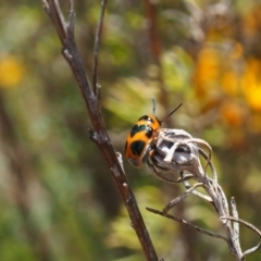 Aporocera (Aporocera) speciosa (Leaf Beetle) at Griffith Woodland (GRW) - 3 Dec 2023 by JodieR