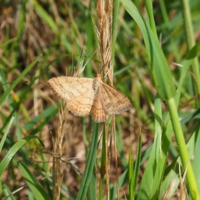 Scopula rubraria (Reddish Wave, Plantain Moth) at Griffith Woodland - 3 Dec 2023 by JodieR