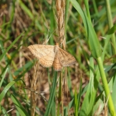 Scopula rubraria (Reddish Wave, Plantain Moth) at Griffith, ACT - 3 Dec 2023 by JodieR