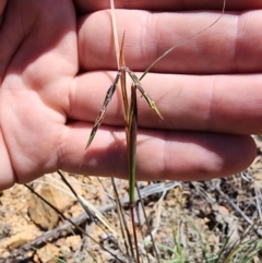 Cymbopogon refractus (Barbed-wire Grass) at Tuggeranong Hill - 4 Dec 2023 by HarleyB