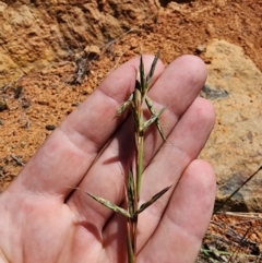 Cymbopogon refractus at Tuggeranong Hill - 4 Dec 2023