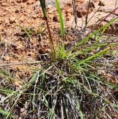 Cymbopogon refractus at Tuggeranong Hill - 4 Dec 2023