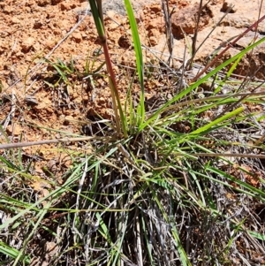 Cymbopogon refractus at Tuggeranong Hill - 4 Dec 2023 02:24 PM