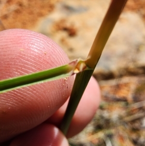 Cymbopogon refractus at Tuggeranong Hill - 4 Dec 2023