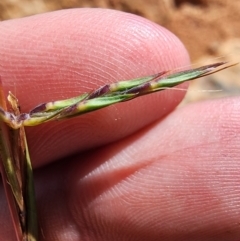 Cymbopogon refractus at Tuggeranong Hill - 4 Dec 2023