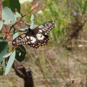 Papilio anactus at Griffith Woodland (GRW) - 3 Dec 2023